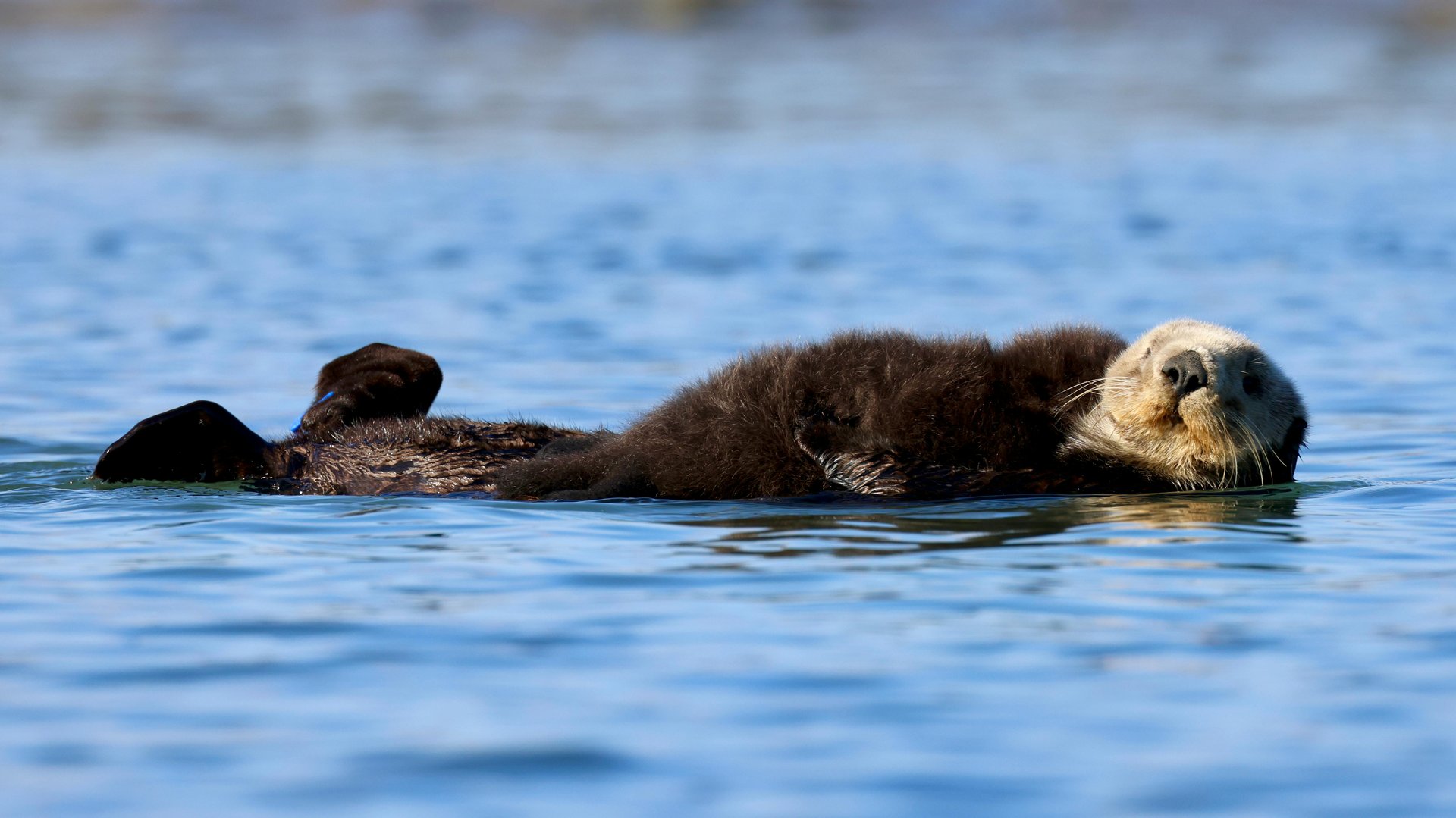 An otter is floating on its back