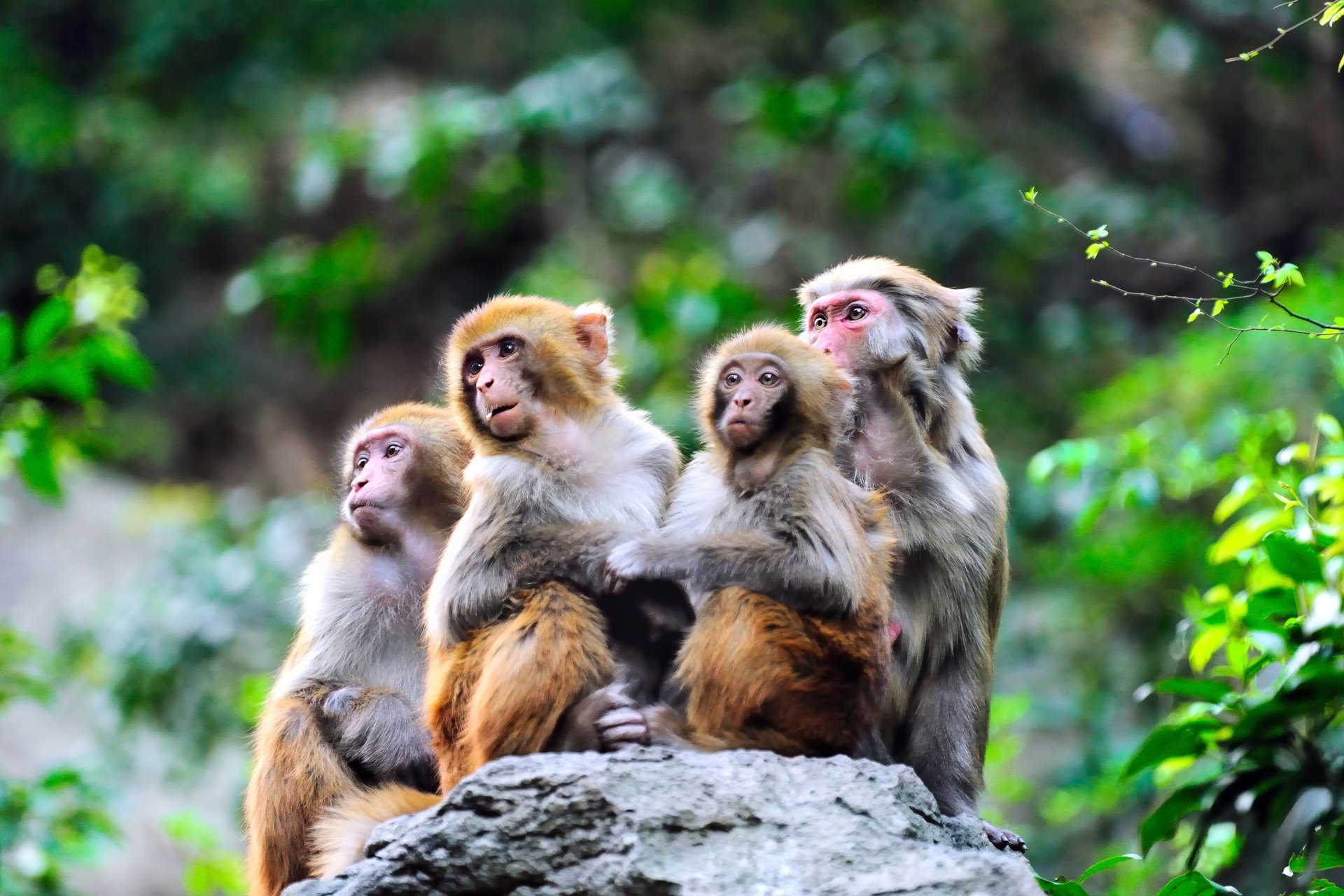 A small group of macaques in the wild in Asia.