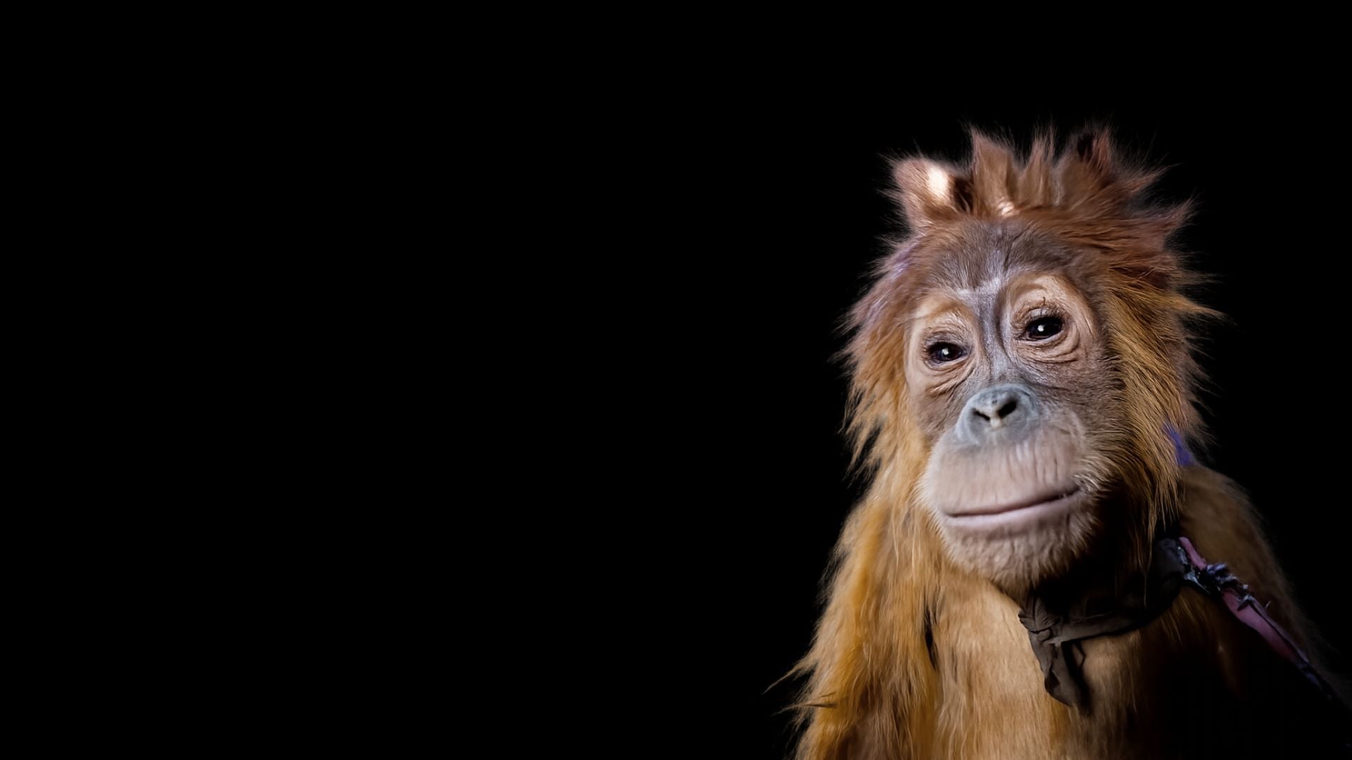 A close-up of a young orangutan with messy hair, looking forward against a black background.