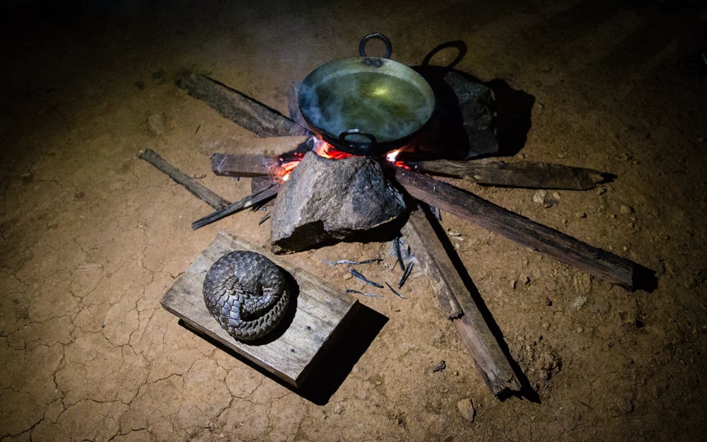 A pangolin is laying on a wooden platform next to a fireplace.