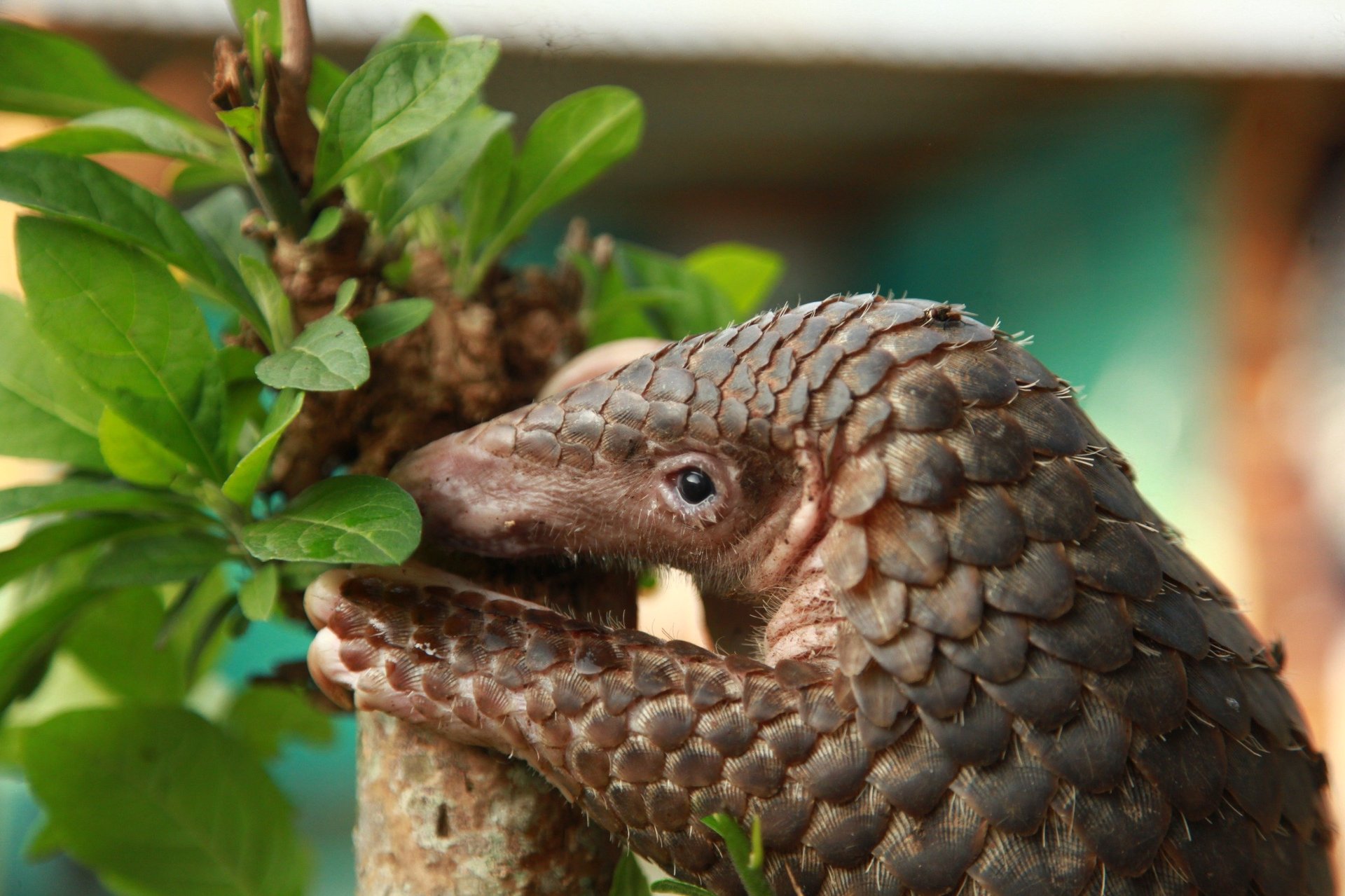 Close-up of a pangolin with brown scales, clinging to a small tree branch surrounded by green leaves.