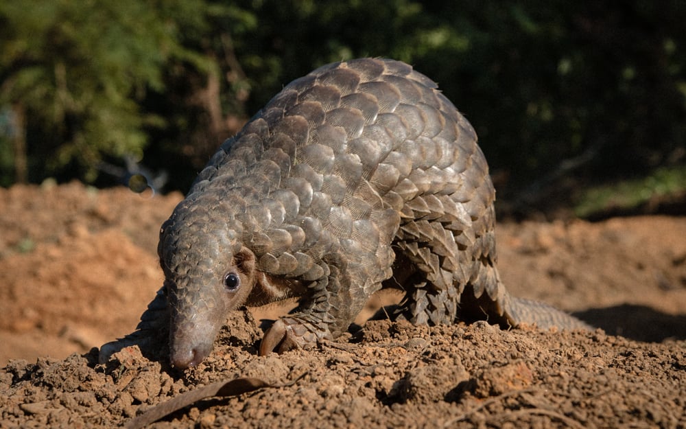 A pangolin foraging for termites