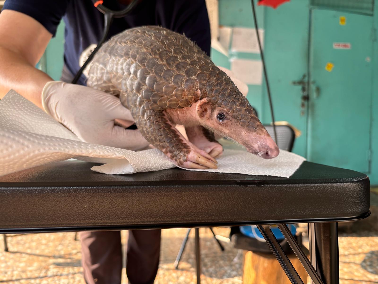 A person in gloves gently holds a pangolin on a table covered with paper towels.