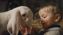 A child holds the face of a young lamb.