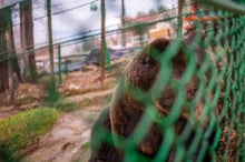 A bear behind a fence