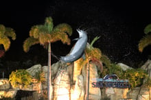 Captive dolphin performing at Sea World Australia