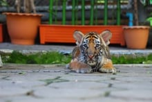 Chained tiger cub in a tourist venue