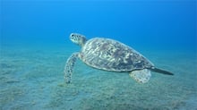 A wild green sea turtle off the Solomon Islands. Cayman Turtle Farm (CTF) is the last facility in the world that breeds turtles for commercial use. Credit Line: Neil Cook