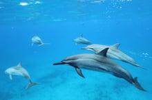 Image of Dolphins