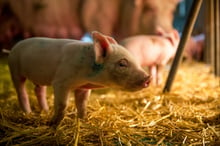 A pig on a UK farm