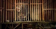 Vietnam’s National Bear Week highlights importance of ending the country’s cruel bear bile industry  