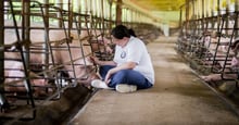The heartbreaking life of a factory-farmed mother pig