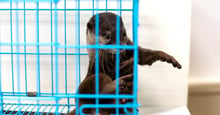 Why you shouldn’t share that cute pet otter video
