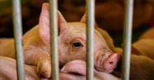 Factory farm piglets born into a lifetime of suffering. Photo credit Emi Kondo, World Animal Protection.