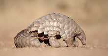 A wild pangolin standing on the dry ground. Its scaly tail is curled up behind it.