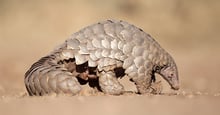 A wild pangolin in the dust
