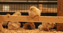 Chicks of healthy, slow-growing breed perching