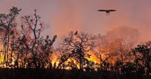 Bird flies above Brazilian wildfire