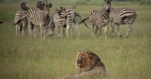 A lion laying in the grass with zebras in the background