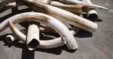 A pile of tusks are captured as a product of trophy hunting. 