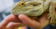 Pet reptiles are silently suffering in UK homes