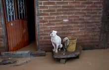 A dog sits outside a flooded house