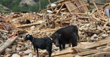 A six-month-old water buffalo calf and two adult female goats in the rubble of their former shelter, Kavre District, Nepal.