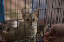 Cat at cat shelter in Indonesia after earthquake - World Animal Protection - Animals in disasters
