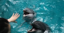 Hand reaching out to dolphins in captivity - World Animal Protection - Wildlife. Not entertainers