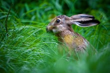 Hare in grass 