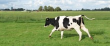 Pasture cow