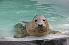 Protecting vulnerable seals 
