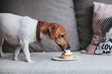 A dog eating a cake