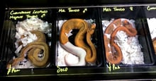 Doncaster wildlife trade expo - Ball pythons on display