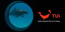 Captive dolphin looks at photographer through tank glass