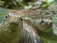 Two sea turtles under water