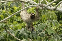 Wild sloths