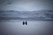 Two penguins in the wild