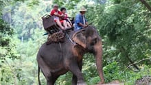 Elephant rides, Thailand