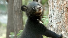 Moonbears like this cub, pictured at the Endangered Species Preservation Centre in South Korea, are commonly used in Asia for their bile.