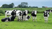 Holstein cows
