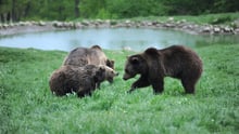 Bears at Zarnesti Sanctuary in Romania