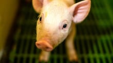 A piglet in a factory farm, standing on green slatted flooring