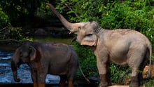 Two elephants by the river