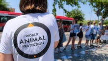 World Animal Protection staff with branded World Animal Protection tshirt