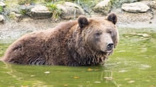 An adult bear is bathing in a pond. A stony and grassy area can be seen in the background.