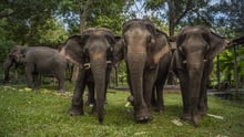 Three elephants standing in a row with trees in the background.