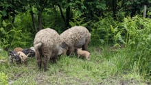 Two grown pigs and their piglets roaming freely in a woodland