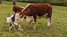A cow and her calf, both brown and white, stand closely together in a grassy field. Other cows graze in the background under a cloudy sky.