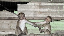 Chained up monkeys reaching out to each other